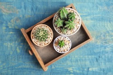 Photo of Beautiful cacti in drawer on wooden background, top view