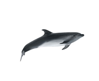 Beautiful grey bottlenose dolphin on white background