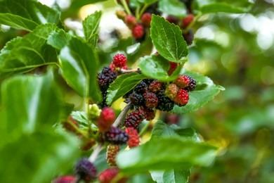 Photo of Closeup view of mulberry tree with ripening berries outdoors on sunny day