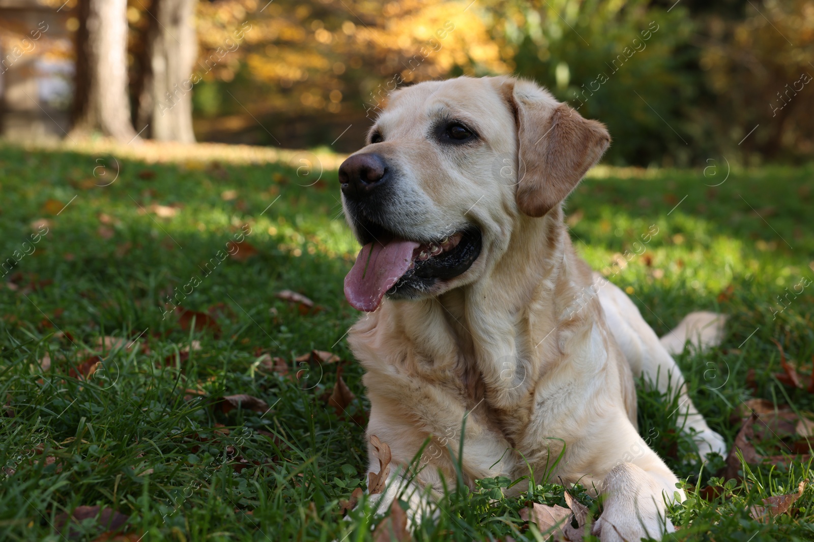 Photo of Cute Labrador Retriever dog on green grass in sunny autumn park. Space for text