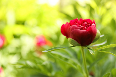 Beautiful red peony outdoors on spring day, closeup