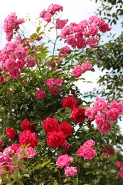 Beautiful blooming rose bush outdoors on sunny day