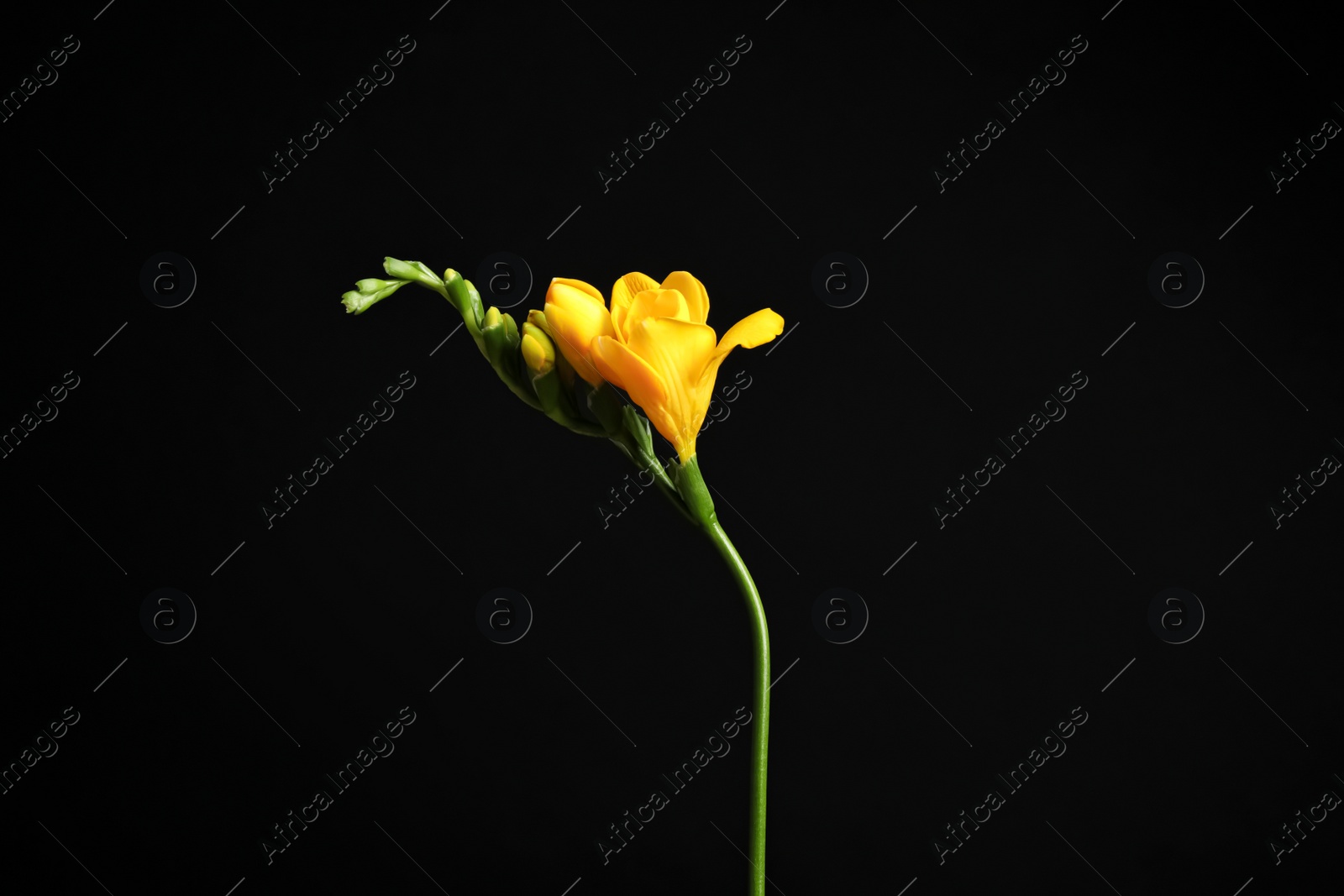 Photo of Beautiful yellow freesia flower on black background