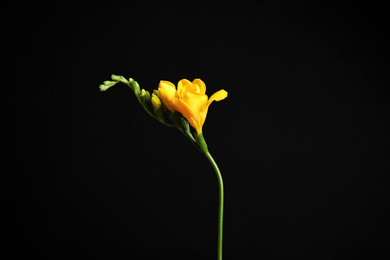 Beautiful yellow freesia flower on black background