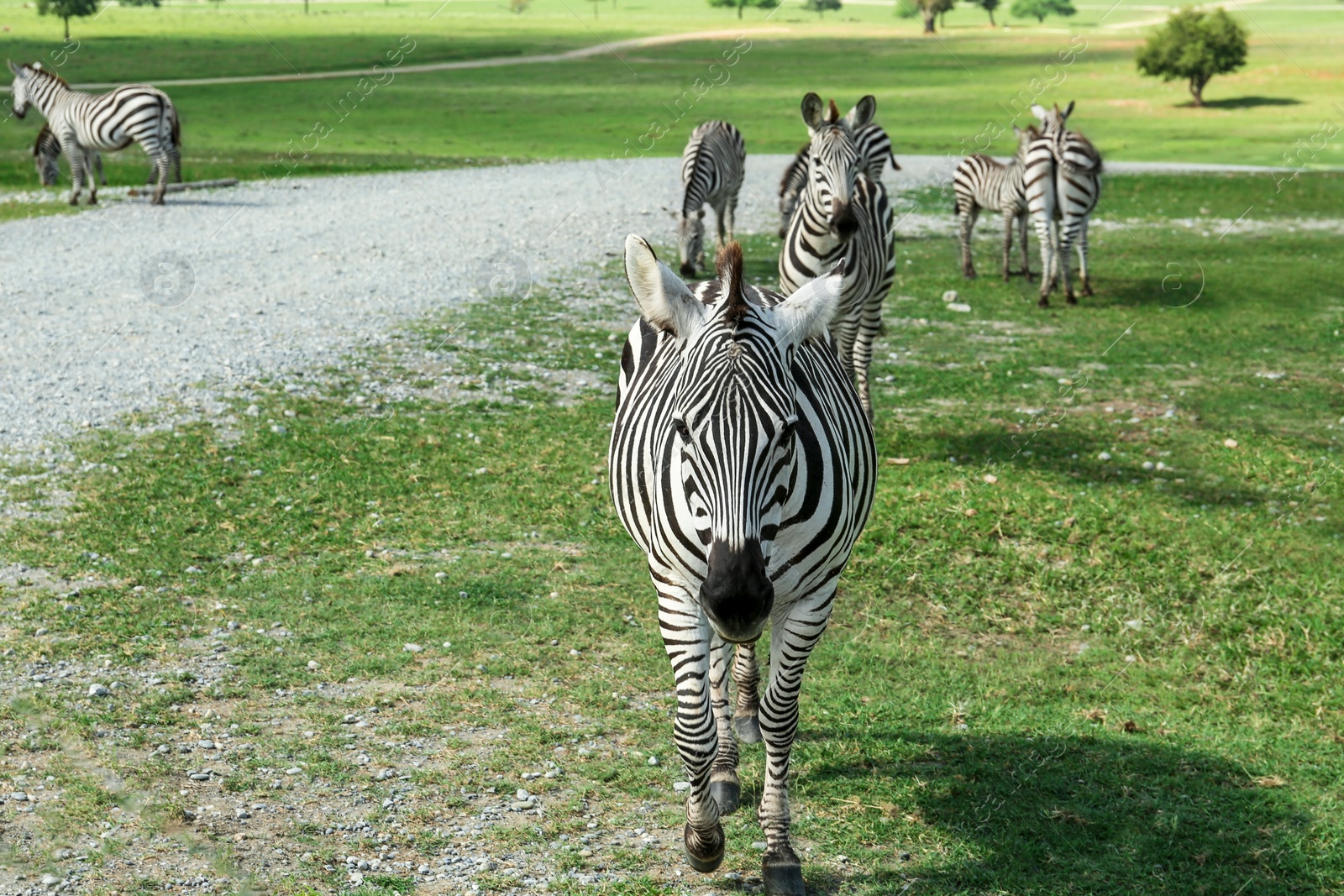 Photo of Beautiful striped African zebras in safari park