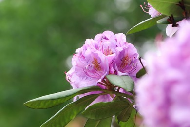 Photo of Beautiful violet rhododendron flowers on bush outdoors, closeup