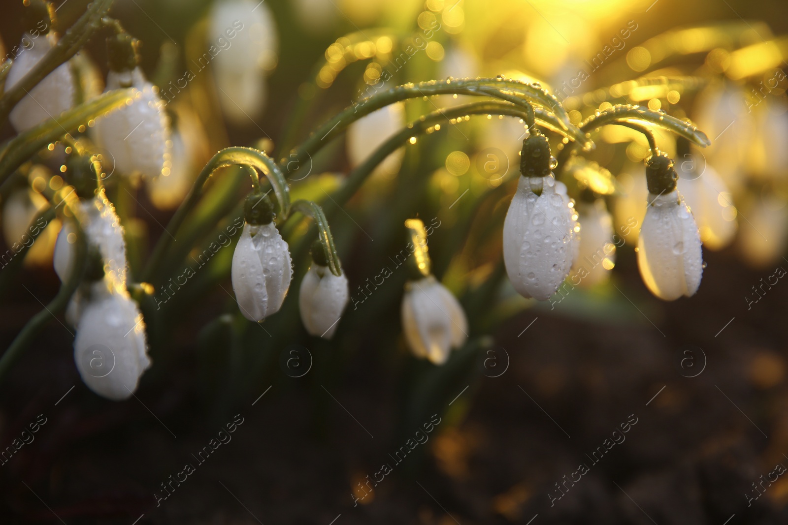 Photo of Fresh blooming snowdrops covered with dew growing in soil. Spring flowers