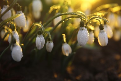 Photo of Fresh blooming snowdrops covered with dew growing in soil. Spring flowers