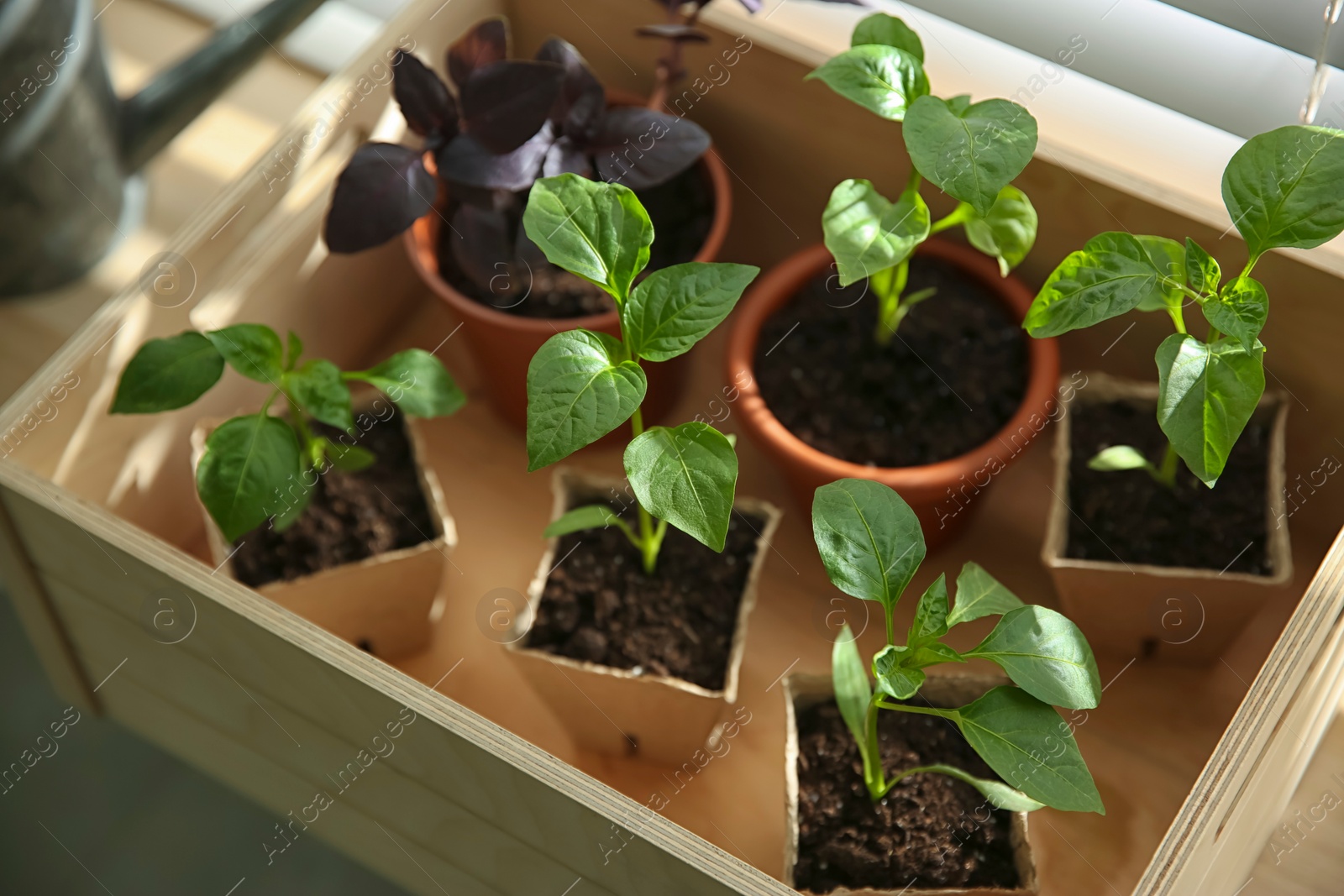 Photo of Many young seedlings in wooden crate near window, closeup