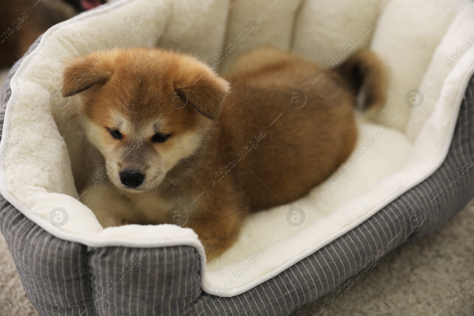 Photo of Adorable Akita Inu puppy in dog bed indoors