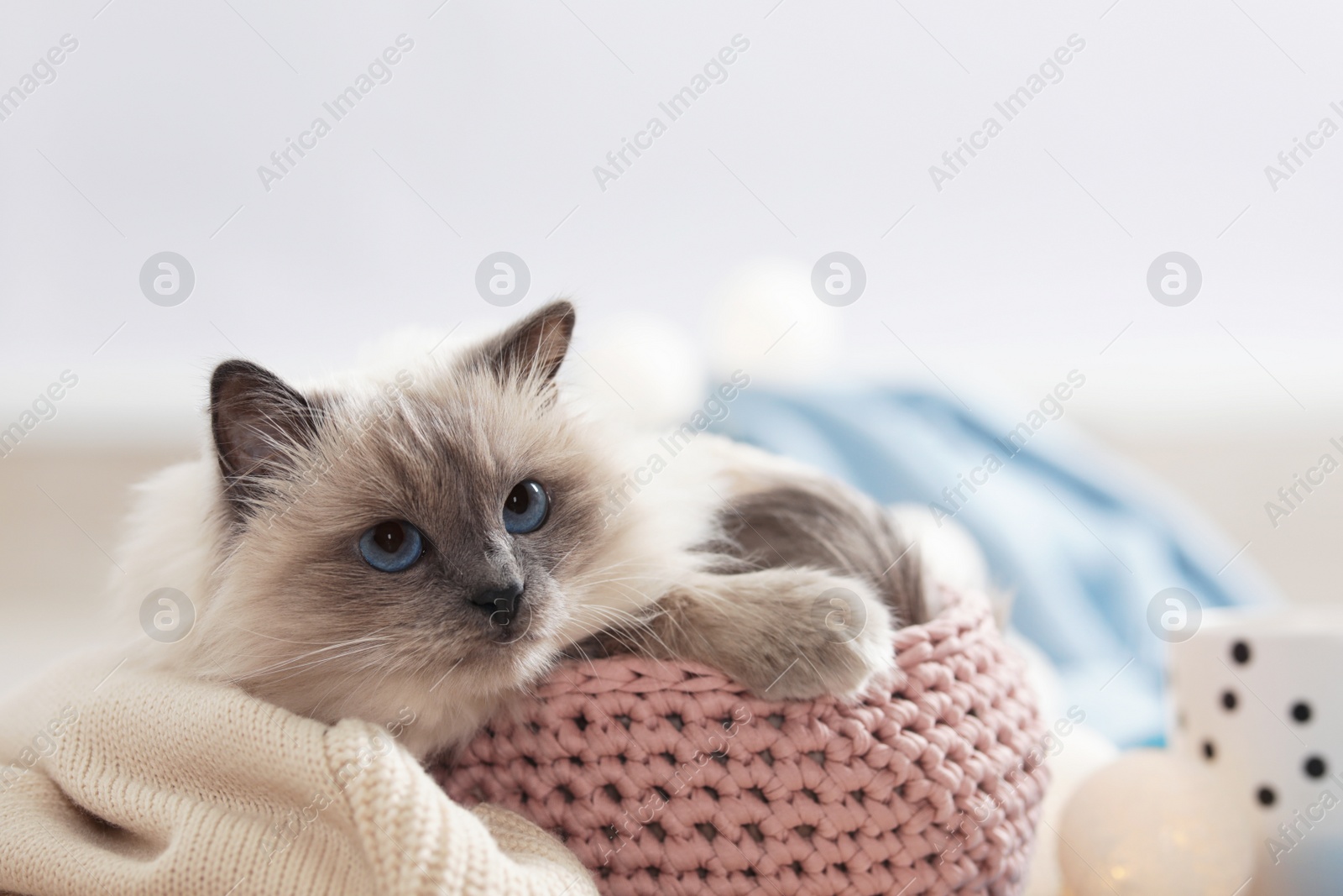 Photo of Cute cat with knitted blanket in basket at home. Warm and cozy winter