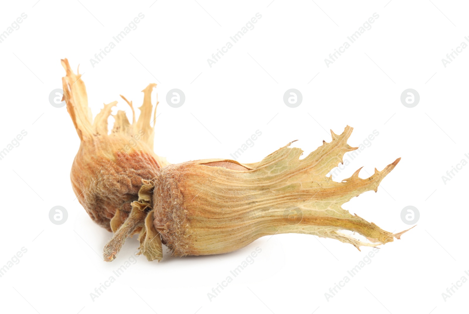 Photo of Organic hazelnuts in husk on white background