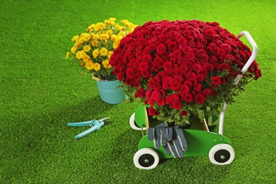 Photo of Beautiful chrysanthemum flowers with gardening tool on artificial lawn. Space for text