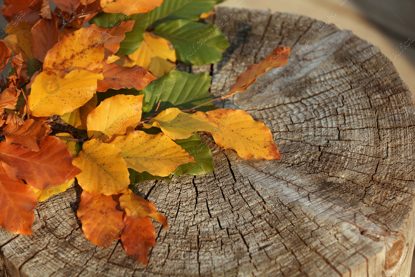 Photo of Colorful autumn leaves on wooden stump. Space for text