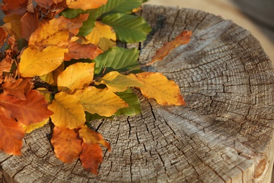 Colorful autumn leaves on wooden stump. Space for text