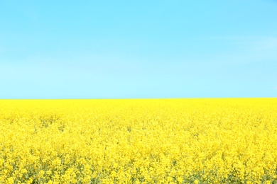 Photo of Field with blossoming flowers on sunny spring day
