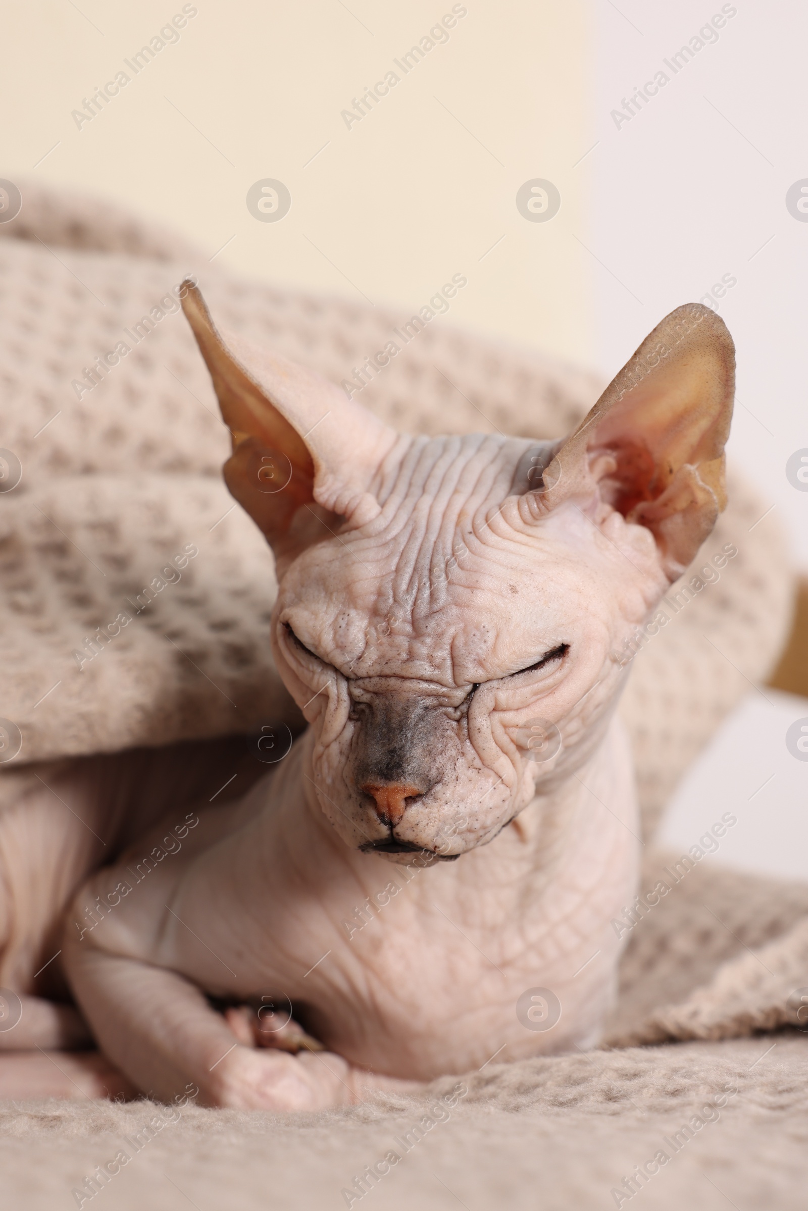 Photo of Beautiful Sphynx cat wrapped in soft blanket at home, closeup. Lovely pet