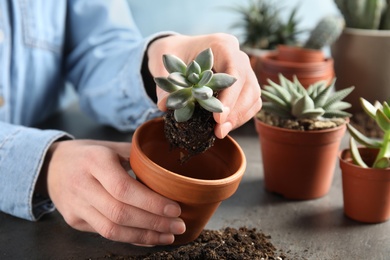 Woman transplanting home plant into new pot at table, closeup