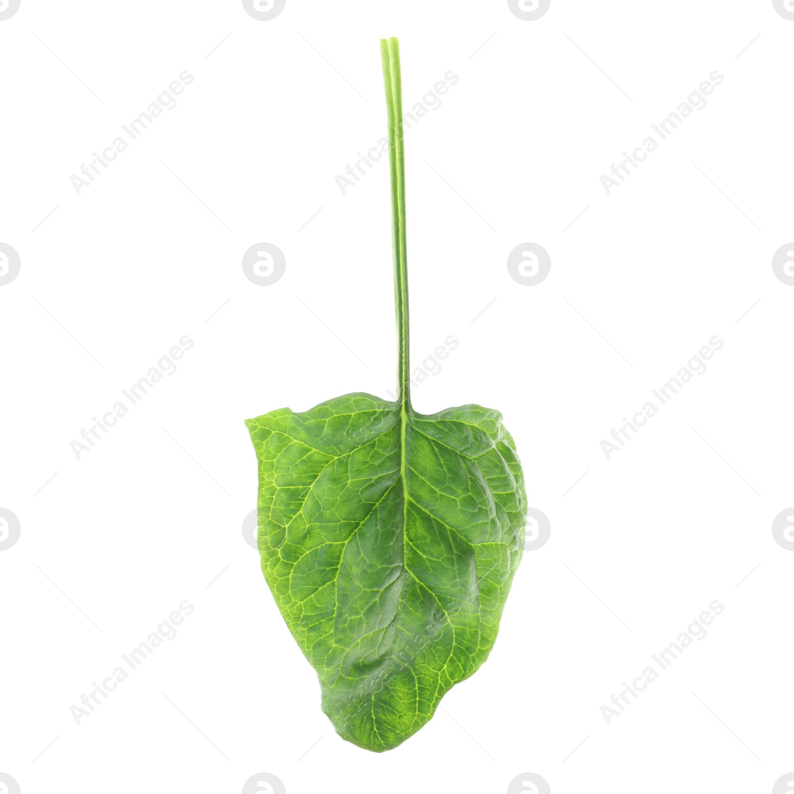 Photo of Fresh leaf of spinach isolated on white