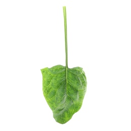 Photo of Fresh leaf of spinach isolated on white