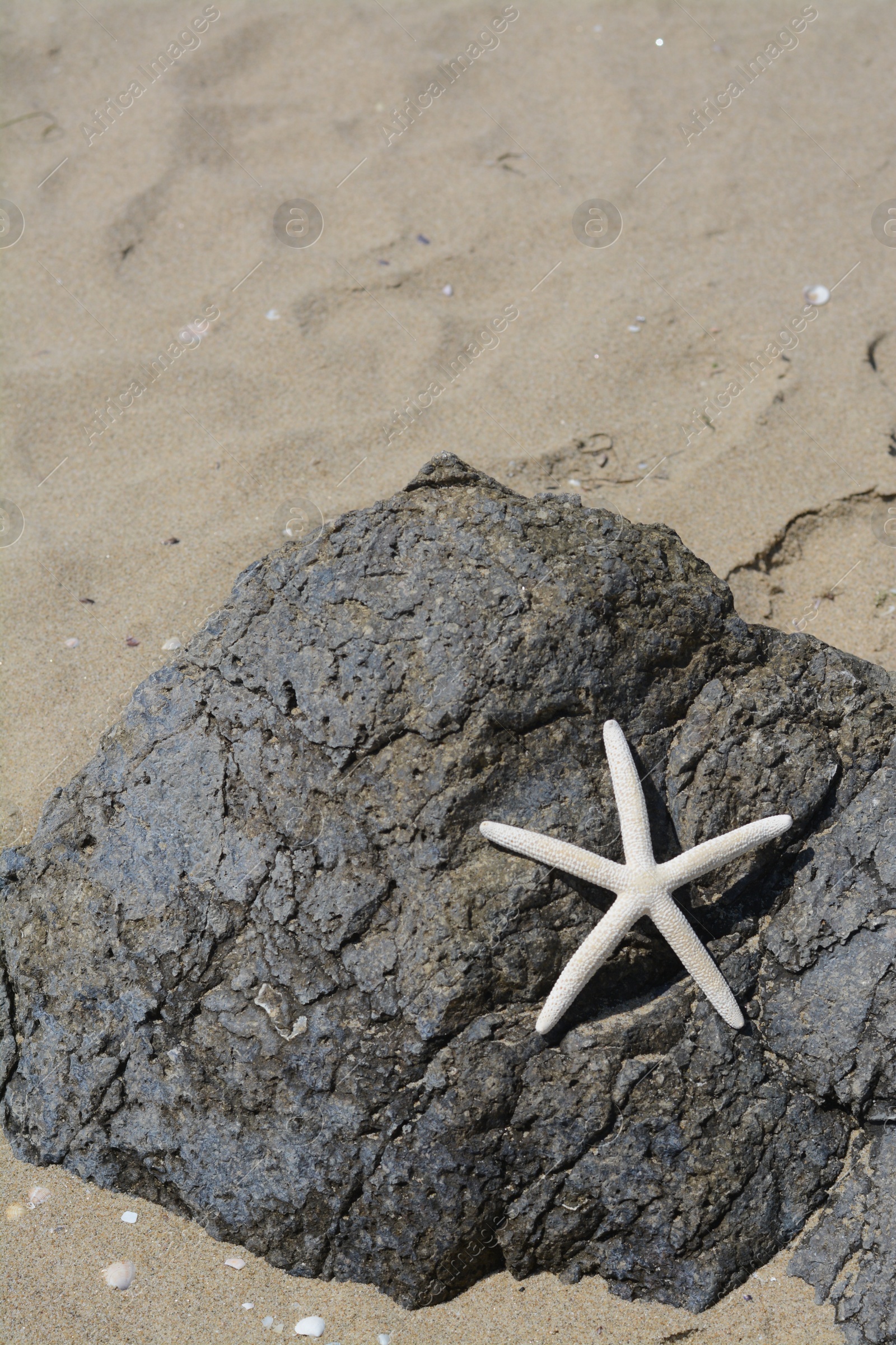 Photo of Black stone with beautiful starfish on sandy beach, space for text