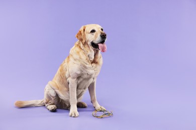 Photo of Naughty Labrador Retriever dog near damaged electrical wire on purple background. Space for text