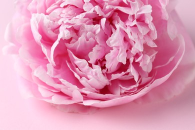 Photo of Beautiful aromatic peony on pink background, closeup