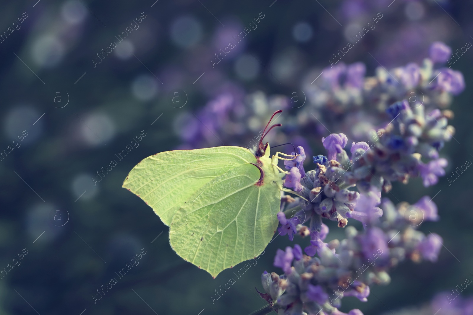 Photo of Beautiful butterfly in lavender field on summer day, closeup