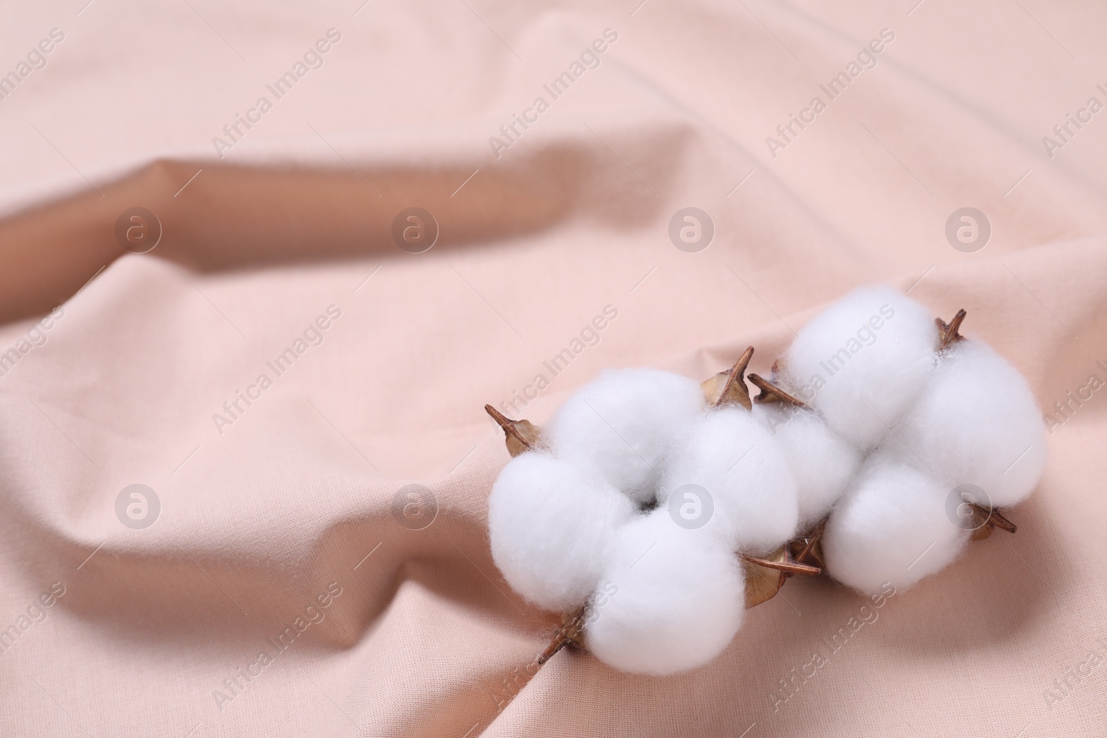 Photo of Fluffy cotton flowers on beige fabric, closeup. Space for text