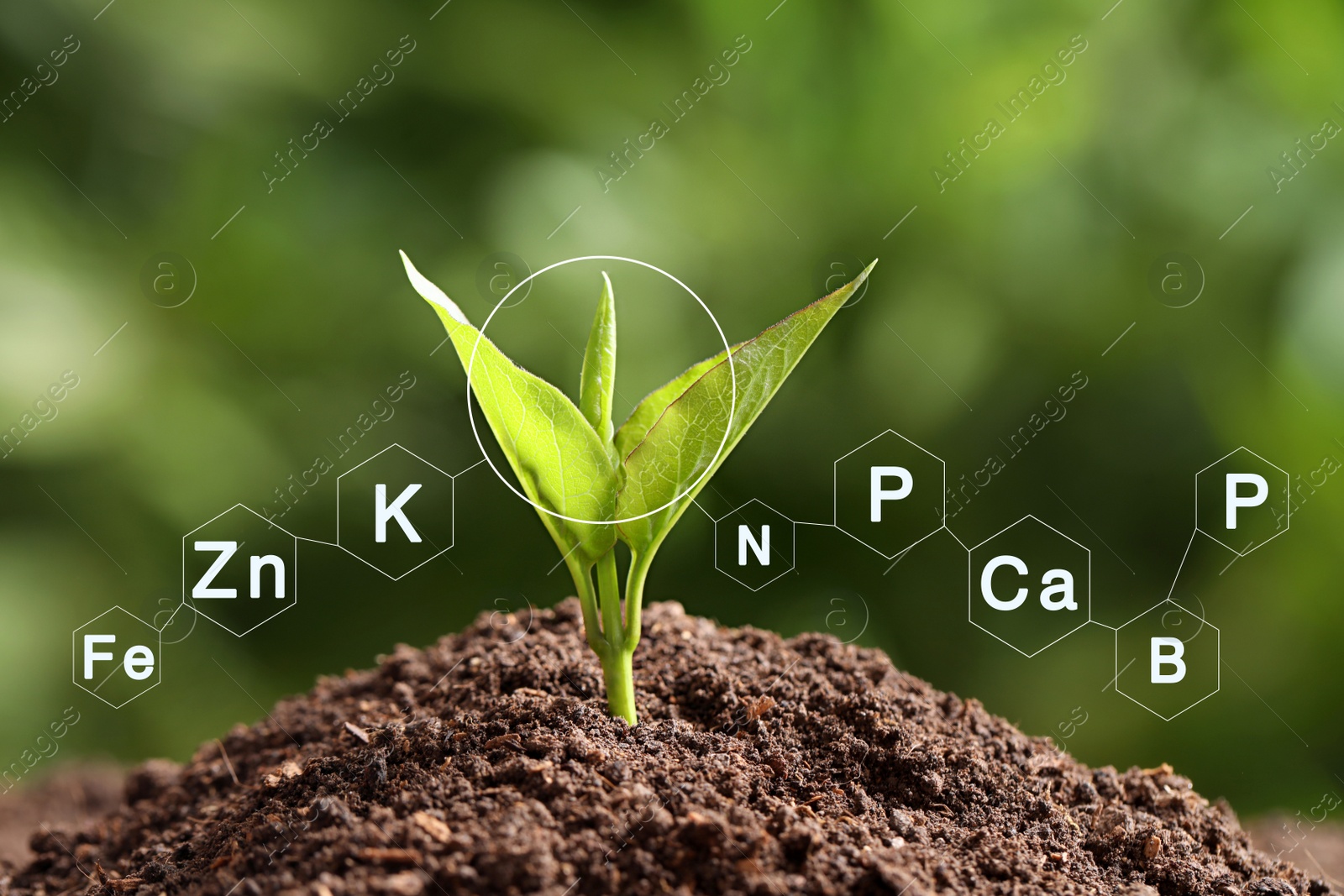 Image of Mineral fertilizer. Young seedling growing in soil, closeup