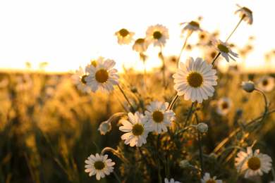 Closeup view of beautiful chamomile field on sunny day