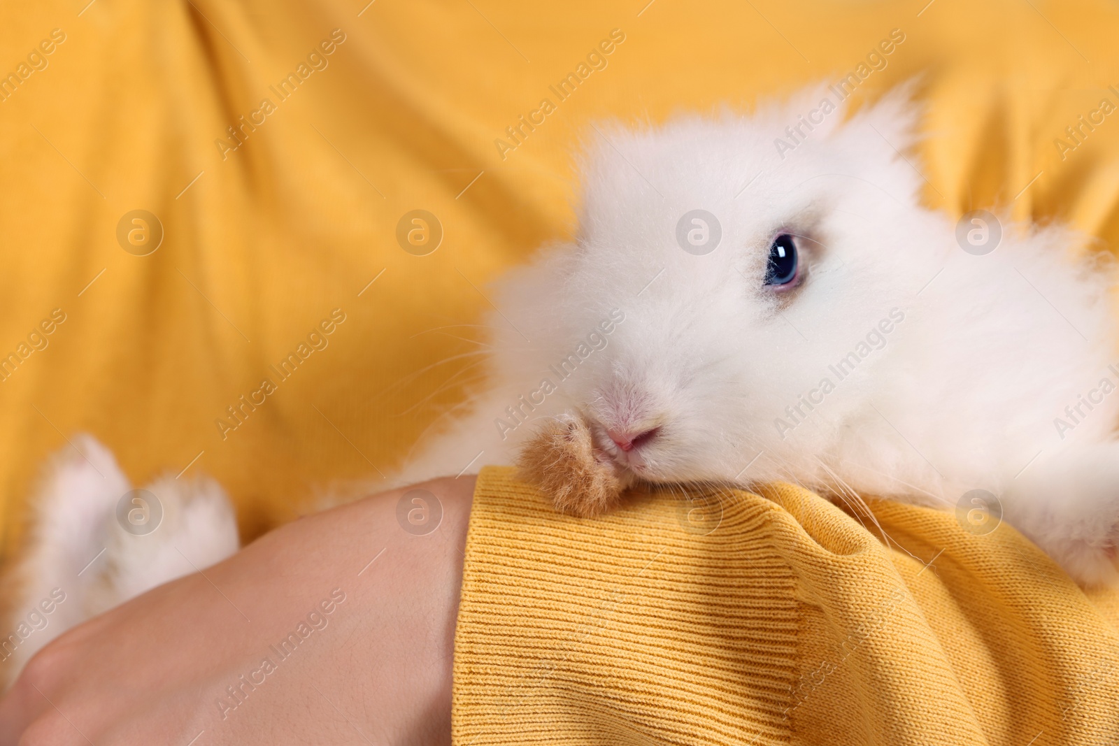 Photo of Woman with fluffy white rabbit, closeup. Cute pet