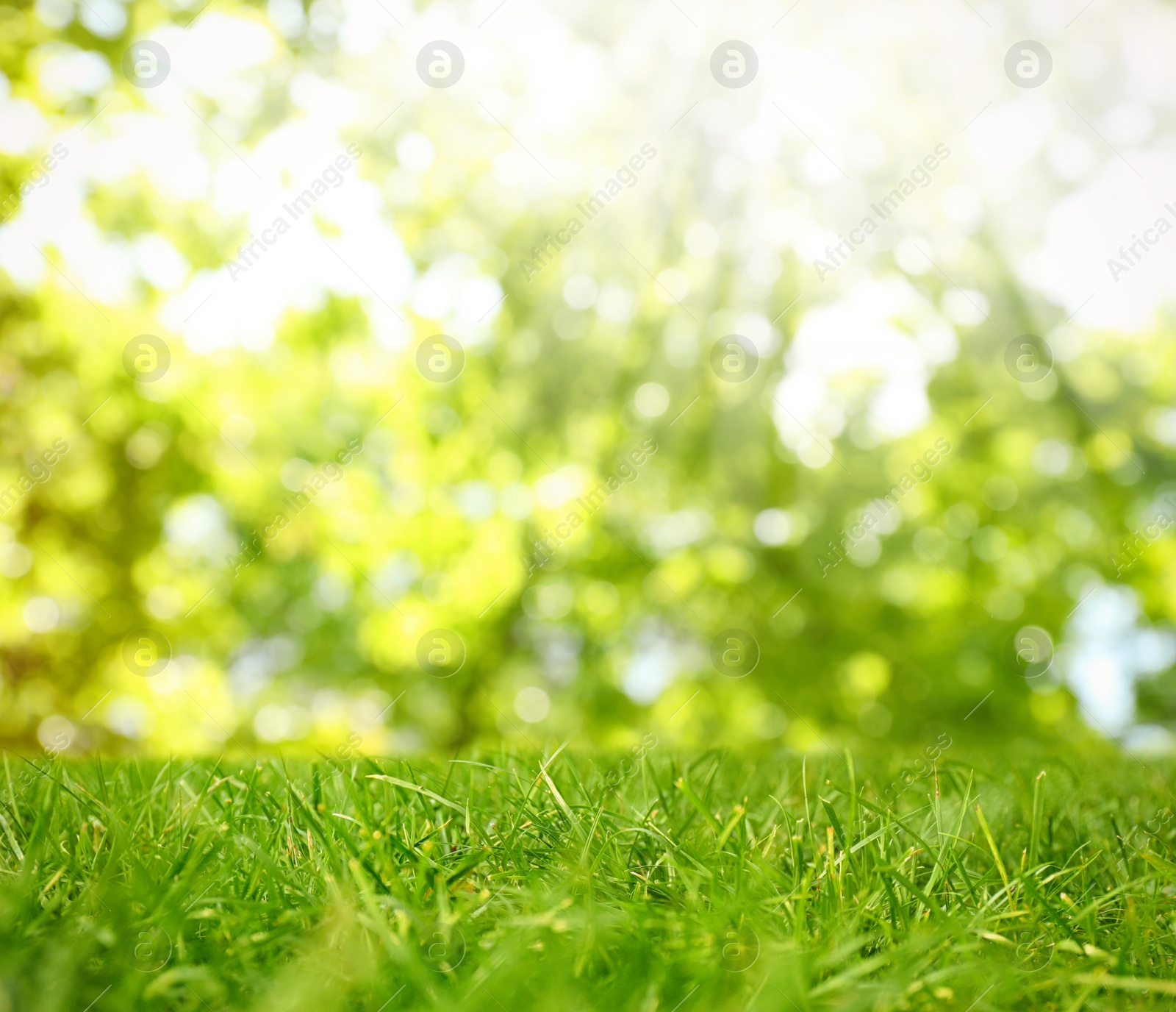 Image of Beautiful lawn with green grass on sunny day. Bokeh effect