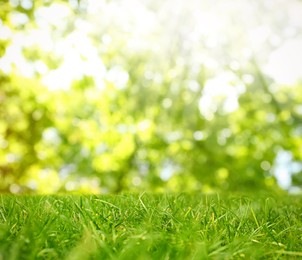 Beautiful lawn with green grass on sunny day. Bokeh effect