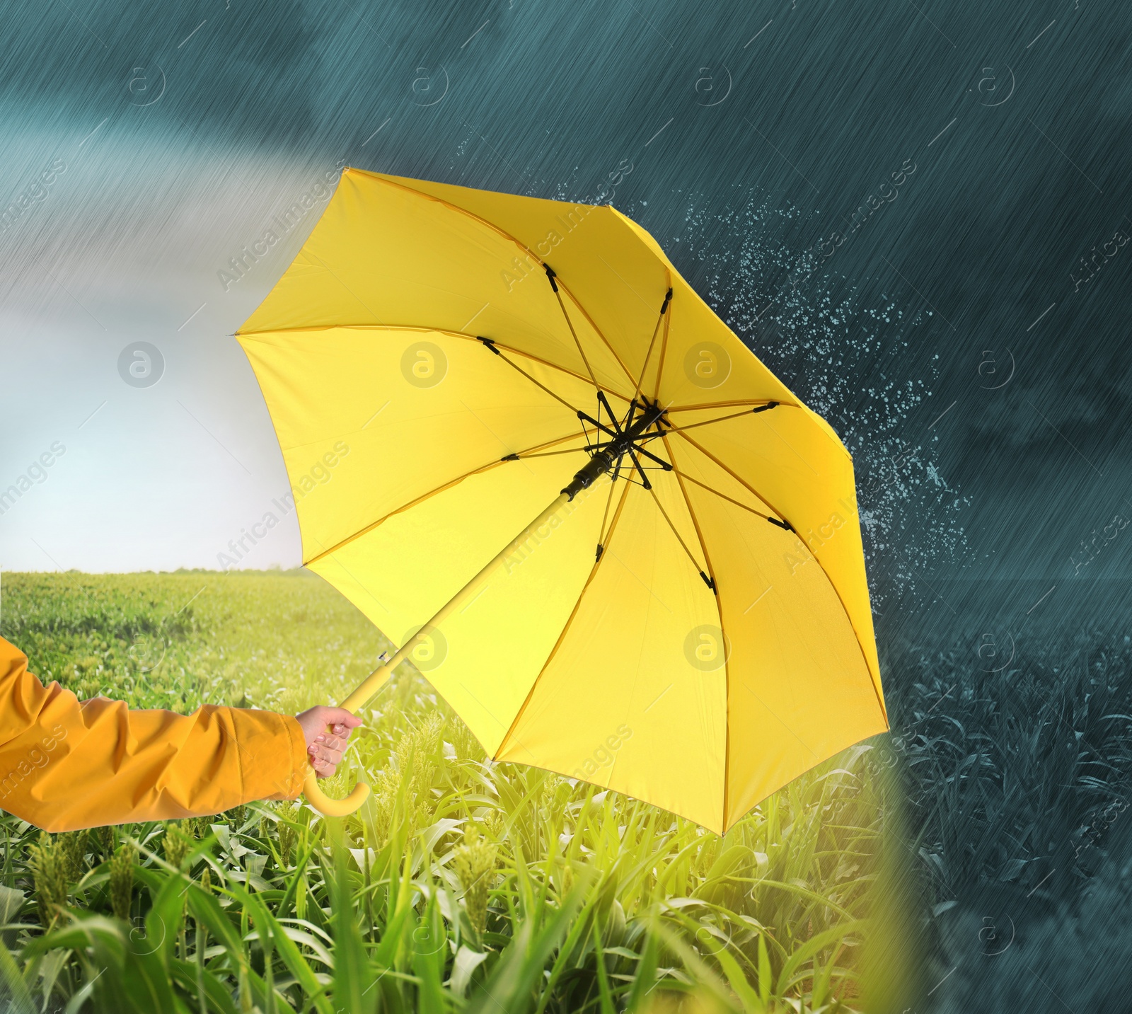 Image of Woman with open yellow umbrella under heavy rain in green field, closeup