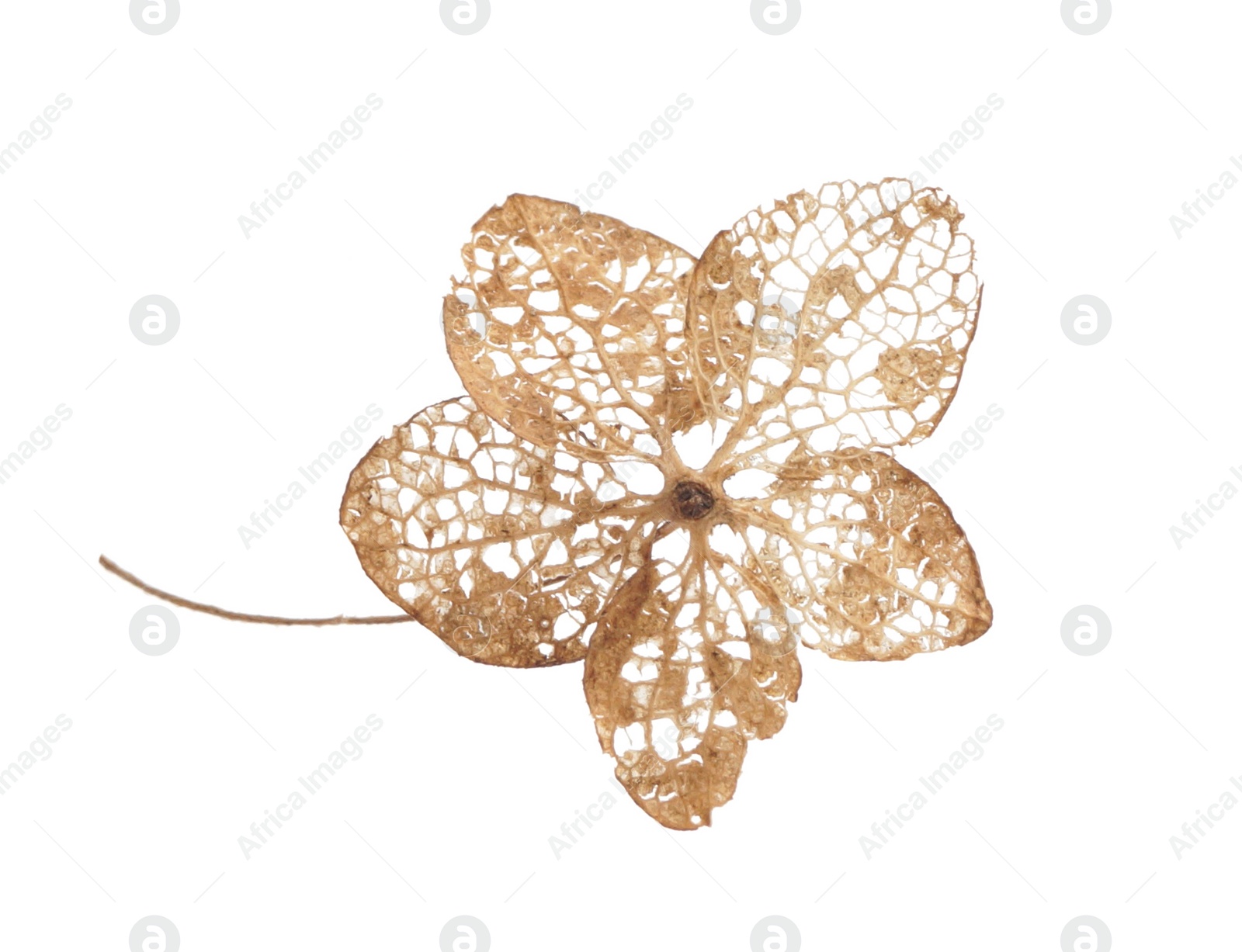 Photo of One dry hortensia flower on white background