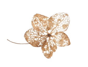 One dry hortensia flower on white background