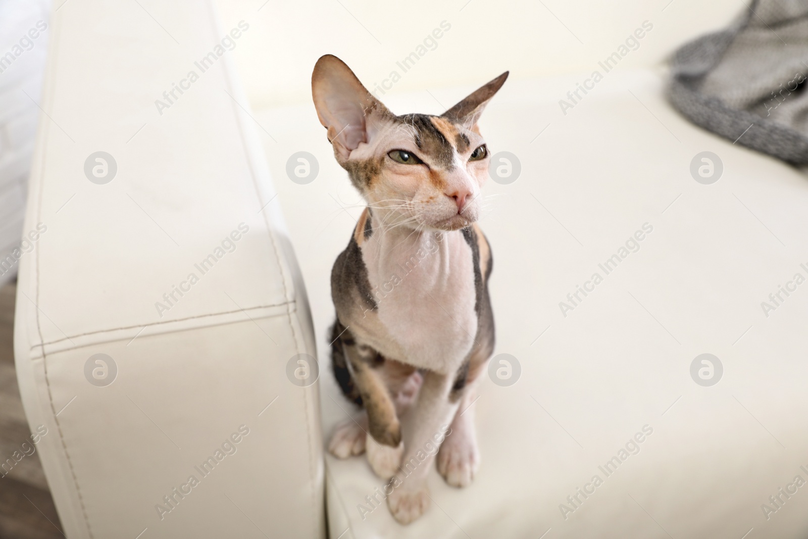 Photo of Adorable Sphynx cat on sofa at home. Cute friendly pet