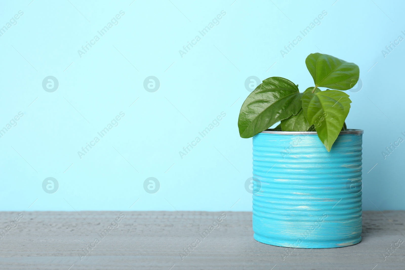 Photo of Beautiful hibiscus plant in tin can on grey wooden table. Space for text