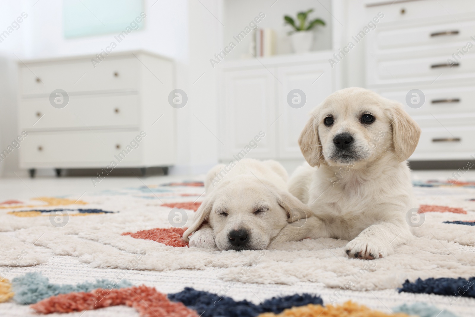 Photo of Cute little puppies lying on carpet at home. Space for text