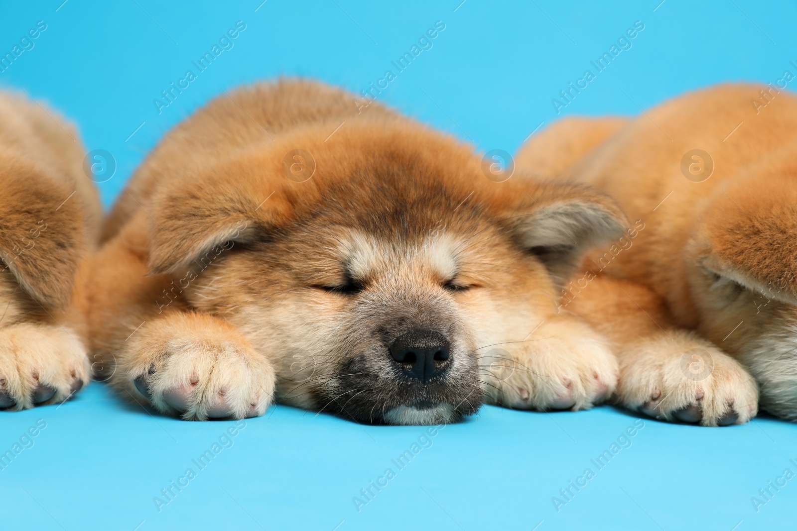 Photo of Cute Akita Inu puppies on light blue background. Baby animals