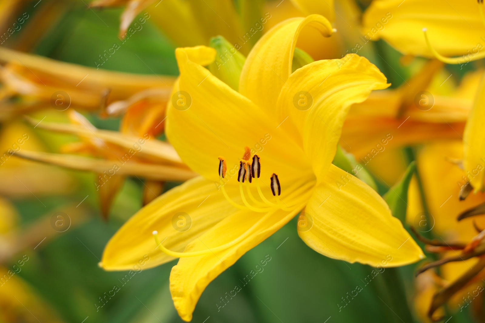 Photo of Beautiful yellow lily growing in garden, closeup