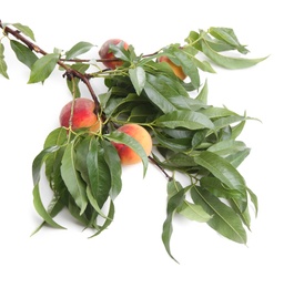 Tree branch with fresh ripe peaches isolated on white