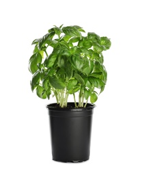 Photo of Fresh basil in pot on white background