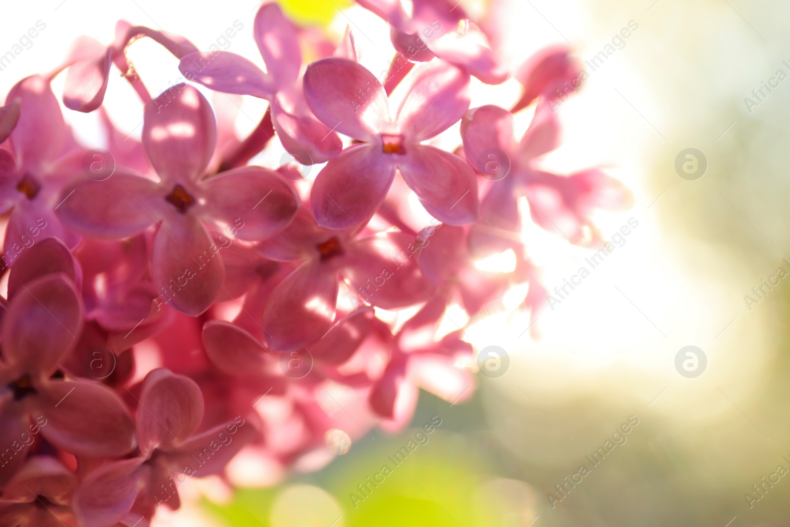 Photo of Closeup view of beautiful blooming lilac shrub outdoors