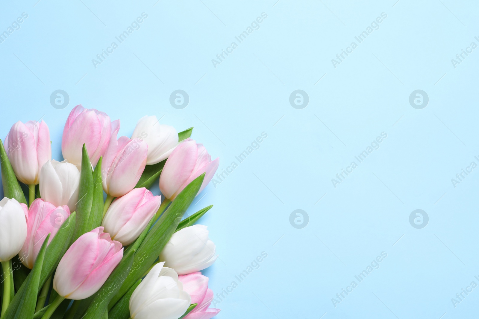 Photo of Beautiful pink spring tulips on light blue background, flat lay. Space for text