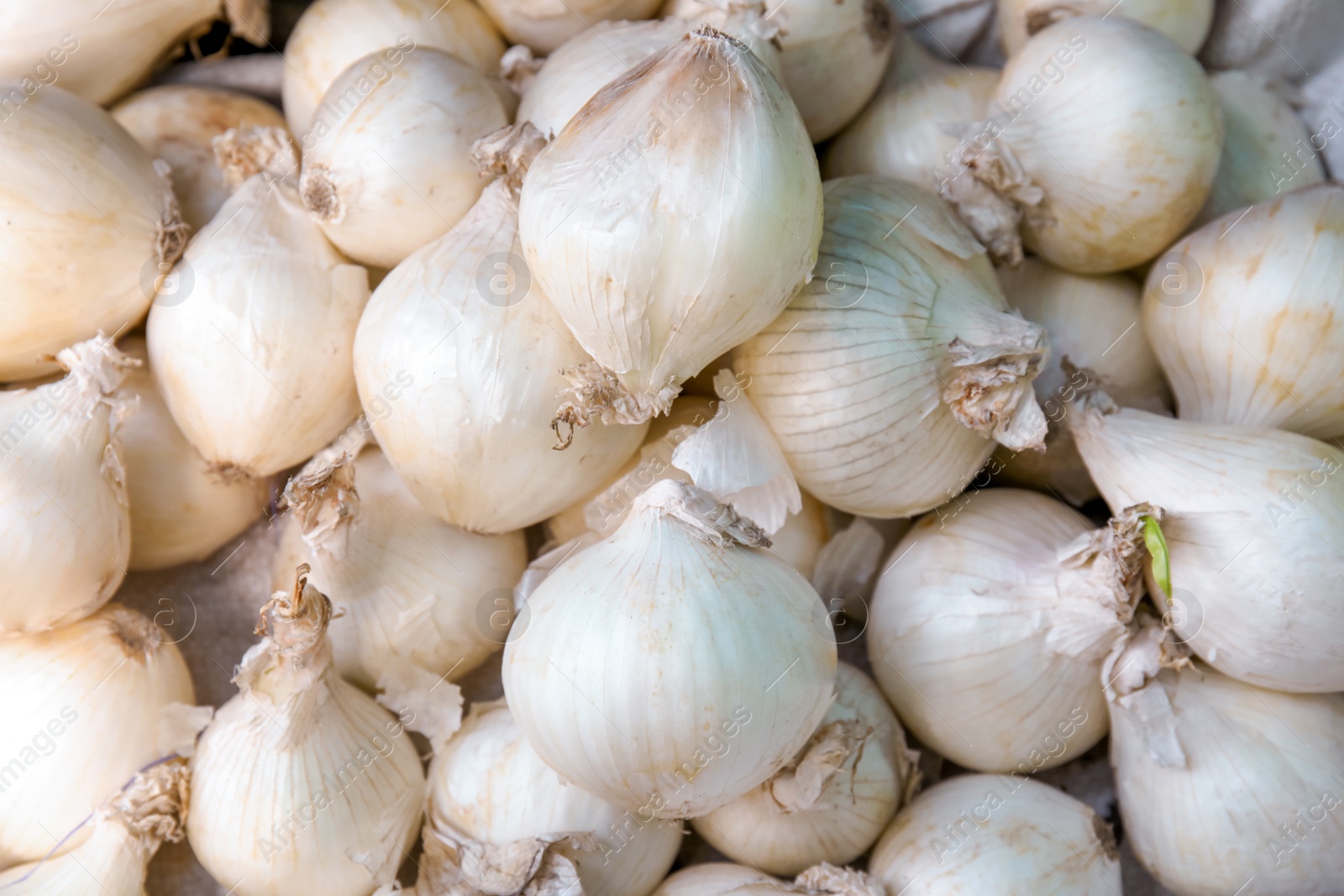 Photo of Pile of fresh ripe onions as background, closeup