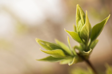 Photo of Closeup view of shrub with young leaves outdoors on spring day