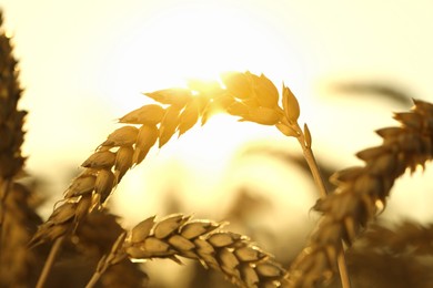 Photo of Ripe wheat spikes in agricultural field on sunny day, closeup