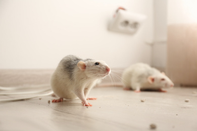 Photo of White rats on floor indoors. Pest control